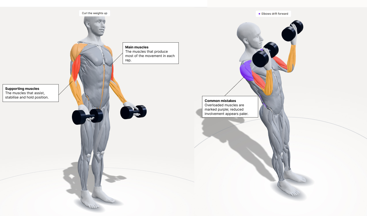 The biceps curl twice: the correct form with its main and supporting muscles labelled, and the elbows-drift-forward mistake with the overloaded muscle in purple