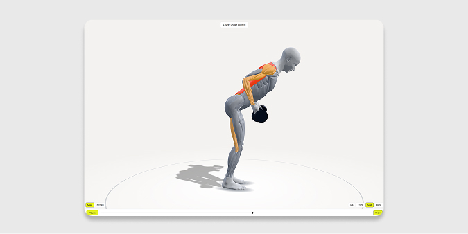 The 3D figure in the bottom of a bent-over row, with the back and hamstrings highlighted